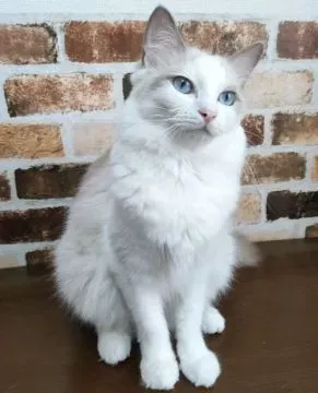 「絶対に後悔しない！」広島 猫 ブリーダーで見つける、あなたにとって最高の家族の迎え方
